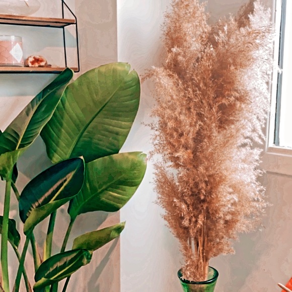 8 Piece Bundles-Dried Natural Pampas Grass - Picture 4 of 8